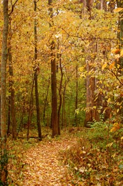 A fall scene along a trail in a Darke County, Ohio Park.
