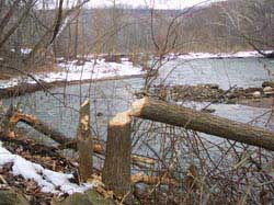 A tree felled by beaver along the Cuyahoga River in Cuyahoga Valley 
National Park in northeast Ohio, viewed from the Ohio and Erie Canal Towpath Trail.