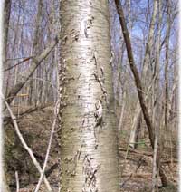 Peeling, glossy bark of a Yellow Birch Tree.