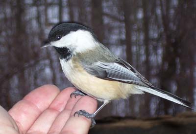 A black capped chickadee in a naturalists hand at the AB Williams Woods overlook