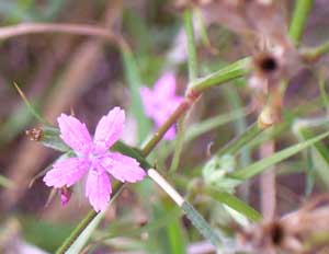 Depthford Pink, A non-native, but beautiful flower of open places.
