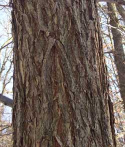 The rough bark of an elm tree.