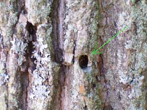 The exit wound in a green ash tree, caused by the emergence of the emerald ash borer