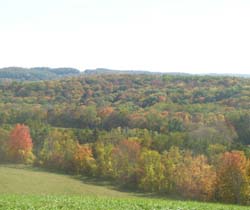 A scenic view of autumn trees and fields