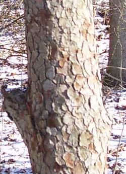 The bark of a flowering dogwood tree.