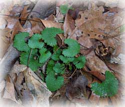 basal rosettes of the non-native invasive plant garlic mustard along the trail.
