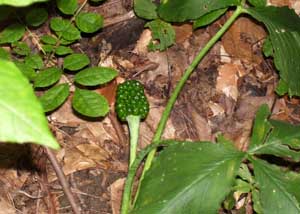 The unripe berries of a Jack-in-the-pulpit, so heavy the plant bends to the ground.