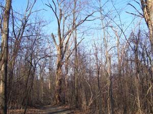 Trees killed by a combination of non-native invasive Gypsy Moths, and several years of dry conditions.