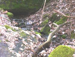 A small spring seep at the base of the Ritchie Ledges in Cuyahoga Valley National Park, along the Ledges Trail.