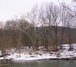 Sycamore Trees along the old banks of the Cuyahoga River at Stumpy Basin.