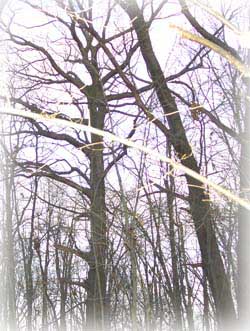 An open grown Oak tree along the Shumacher trail.