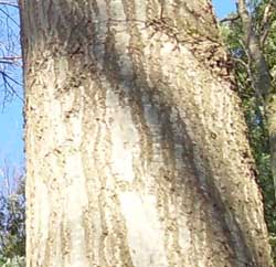 The fissured bark of a red oak tree.