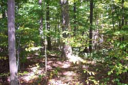 This forest is located just off the trail to the left as you ascend back toward the developed area of Rising Valley Park.
