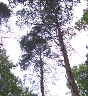 Scotch Pines being closed in by native deciduous forests.