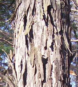 The rough and peeling bark of a Shagbark Hickory tree.