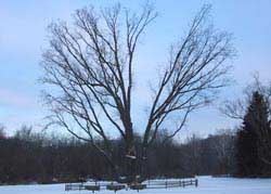 An image of the signal tree in Cascade Valley MetroPark in Akron, Ohio