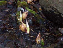 Skunk Cabbage in a hillside seep along the Oxbow trail.