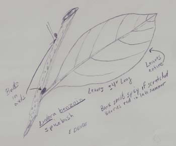 A drawing of a spicebush leaf 
