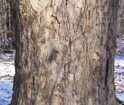 The fissured bark of a sugar maple tree.