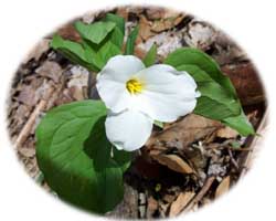 white flowered trillium in the forest along Boston Run, a tributary to the Cuyahoga River in Cuyahoga Valley National Park in summit County Ohio (northeast Ohio)