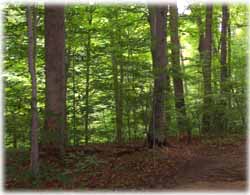 The forests around the Valley Stream Trail are a mix of older white oak and younger Maples and beech.