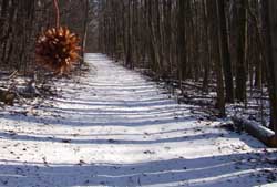 The cross country ski trail at virginia kendall in winter.