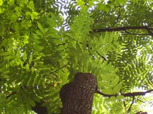 Walnut leaves against the sky at Blacklick Metro Park in Reynoldsburg Ohio.