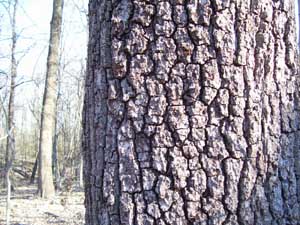 The rough bark of a black walnut tree.