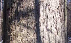 The silvery rough bark of a white oak tree.