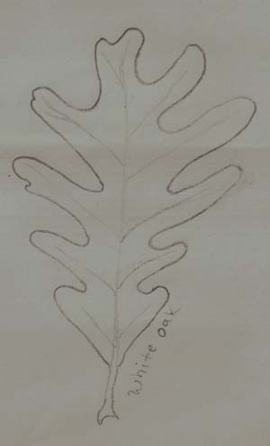 A drawing of a white oak leaf.