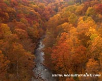 A wallpaper of the Gorge metro park in the fall