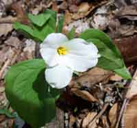 Wallpaper of a trillium flower in the forests of northeast ohio