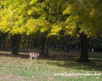 A wallpaper picture of a deer under a yellow sugar maple tree in the fall in a northeast Ohio park